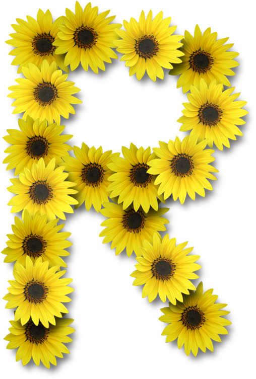Alfabeto Sunflowers - Letter B Sunflower (508x753), Png Download