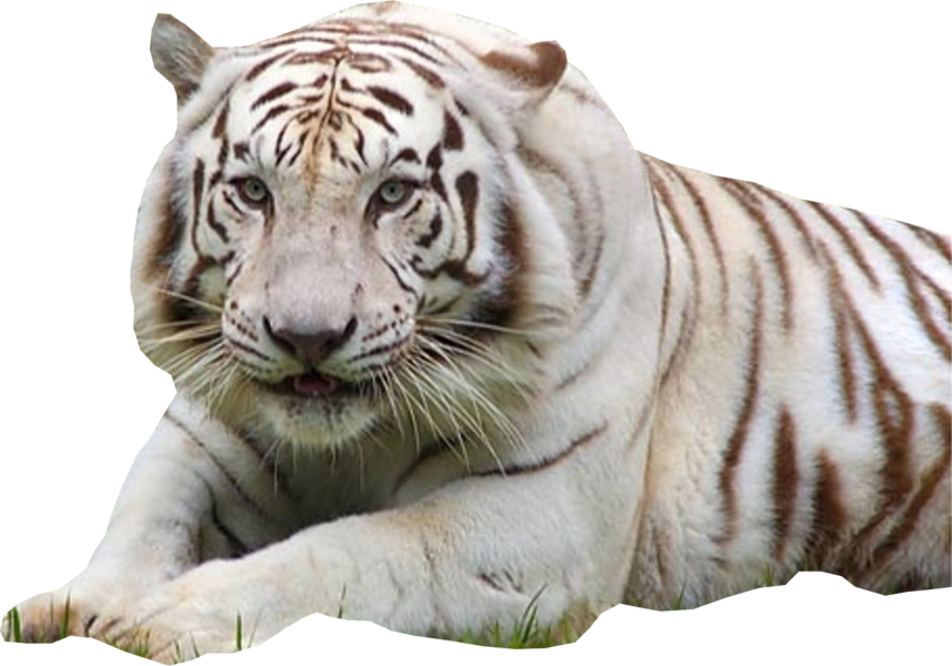 White Tiger - Mga Hayop Na Ligaw At Endangered Animals (857x600), Png Download