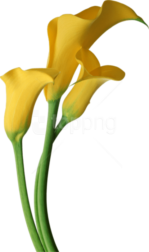 Free Png Download Yellow Transparent Calla Lilies Flowers - Yellow Calla Lily Clipart (480x809), Png Download