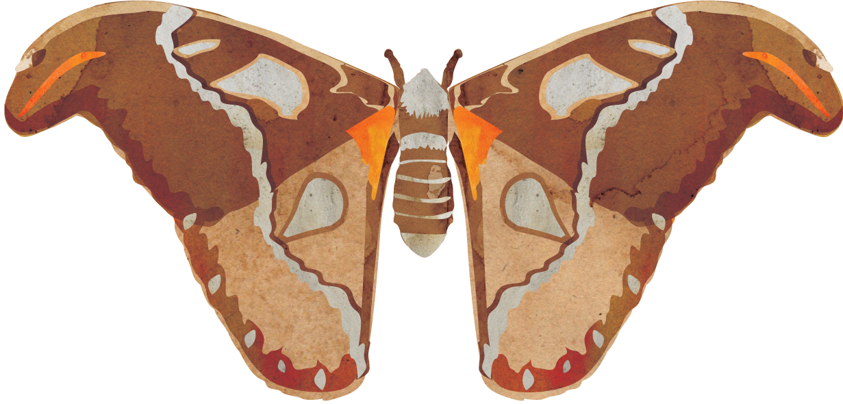 Gonimbrasia Belina (1231x590), Png Download