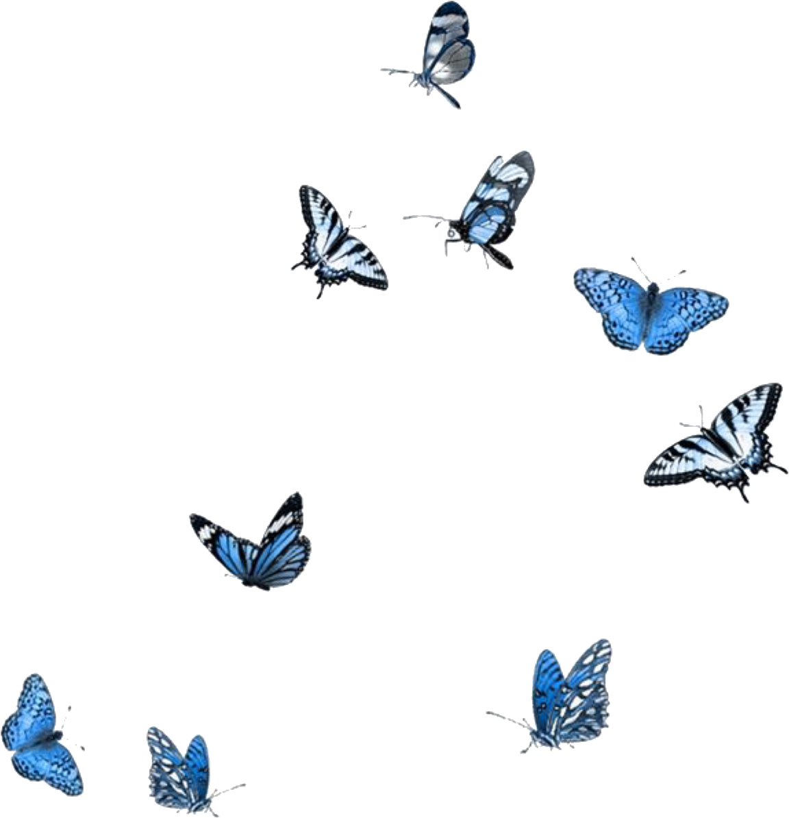 Download Blue White Black Butterflies Butterfly Polyvore Moodboard download-blue-white-black-butterflies-butterfly-polyvore-moodboard