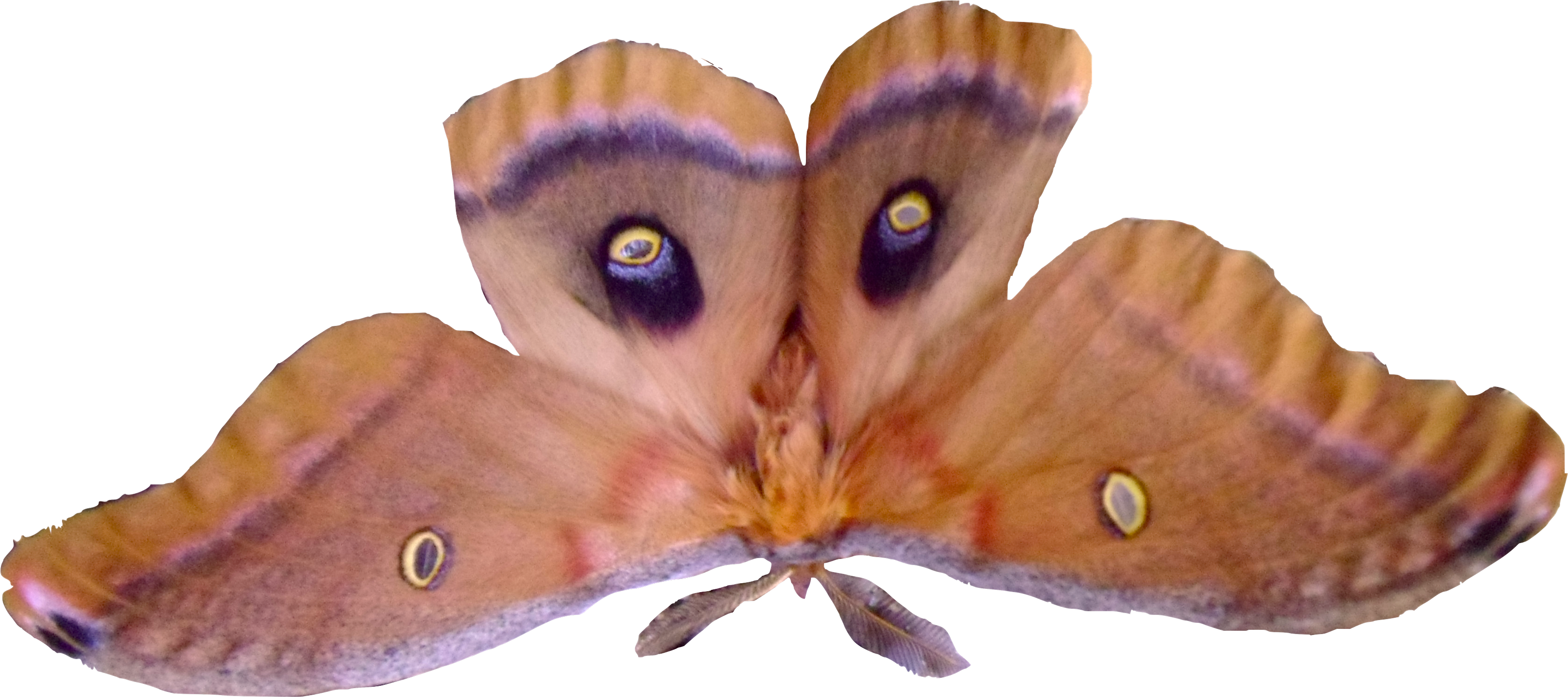 Except For Fall And Winter It Is Bug Season In Most - Luna Moth (3391x1522), Png Download