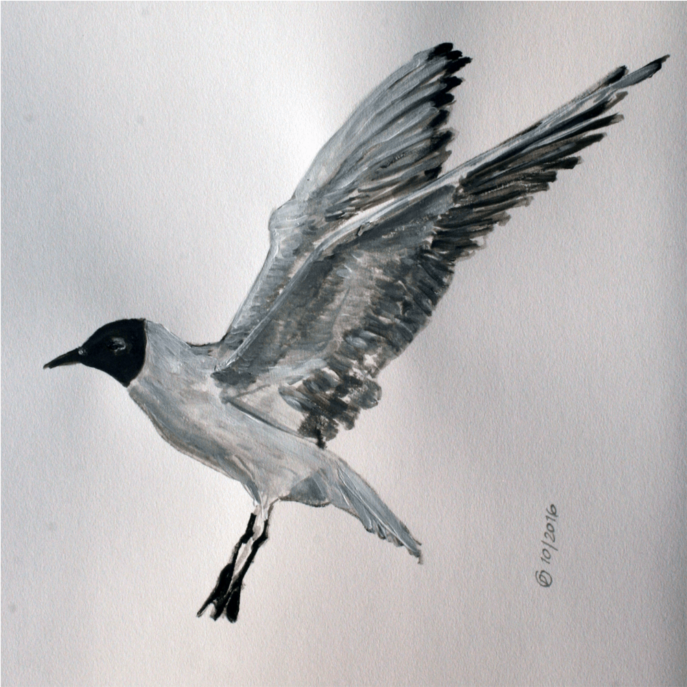 Seagull - Laughing Gull (2000x1000), Png Download