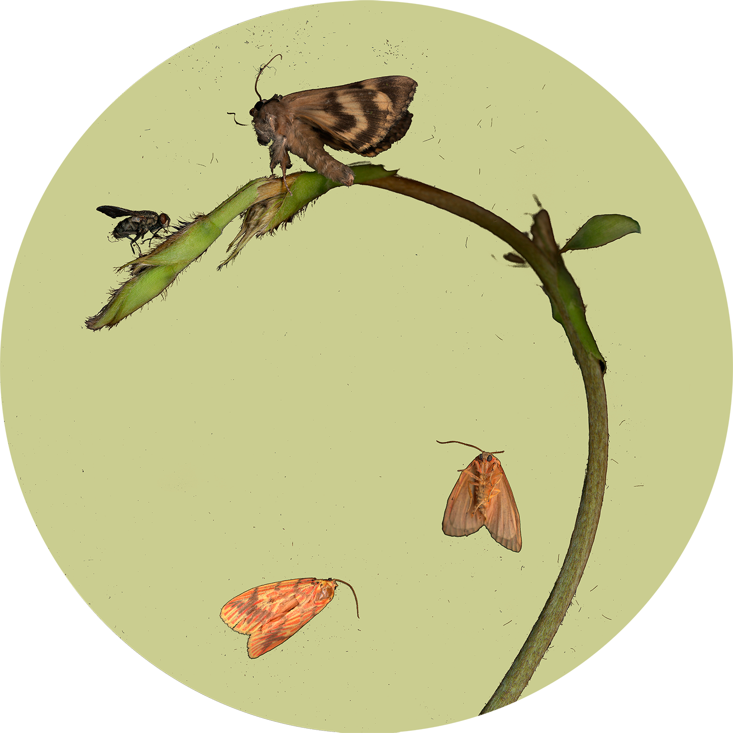 “untitled ”, - Moth (1500x1500), Png Download
