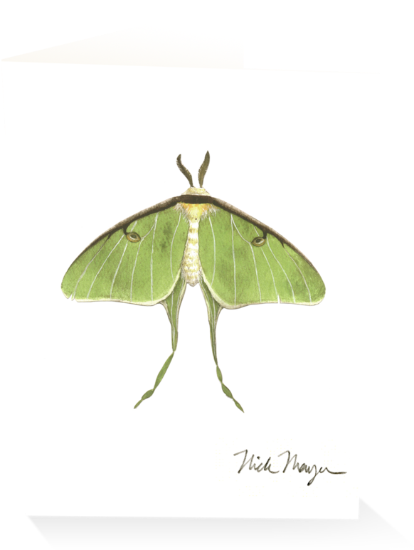 Sign Up And Get 10% Off - Luna Moth (1024x825), Png Download