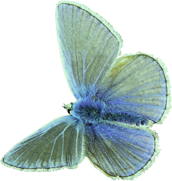 Green Blue Moth Polyvore Moodboard Filler - Lepidoptera (600x632), Png Download