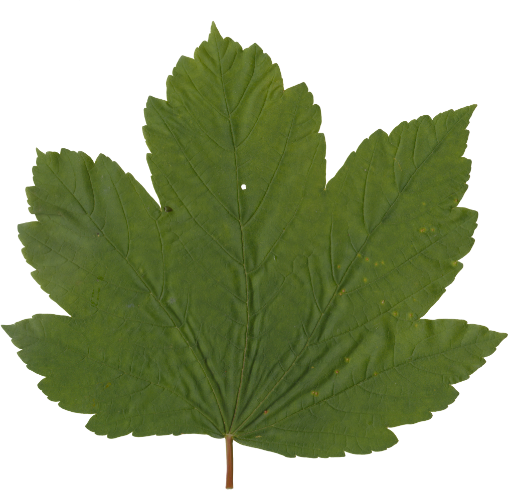 Nature Leaves - Maple Leaf (1140x1104), Png Download