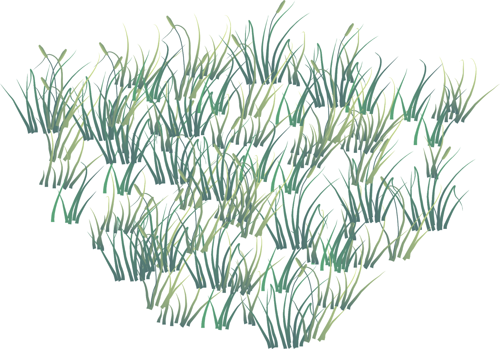 Vector Grass Png - Grass (1600x1116), Png Download