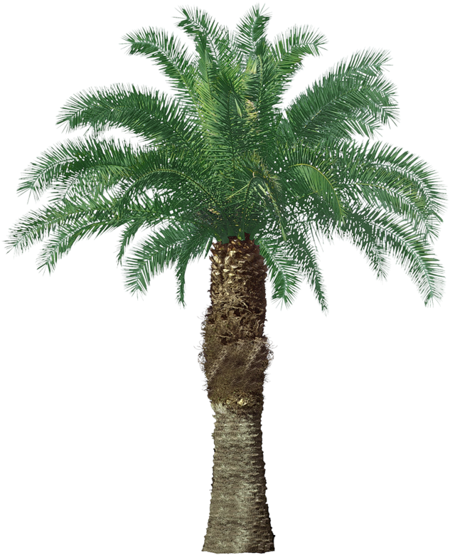 Фотки Pencil Art, Printable, Pencil Drawings, Crayon - California Fan Palm Tree (654x800), Png Download