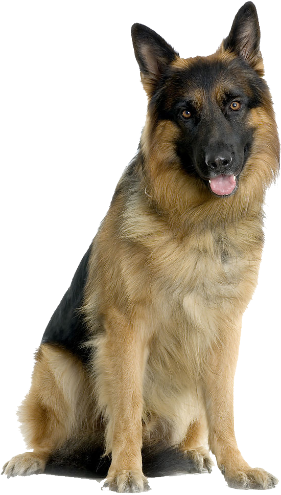 German Shepherd Puppies, Dogs And Puppies - German Shepherd Dog Png (1024x1024), Png Download