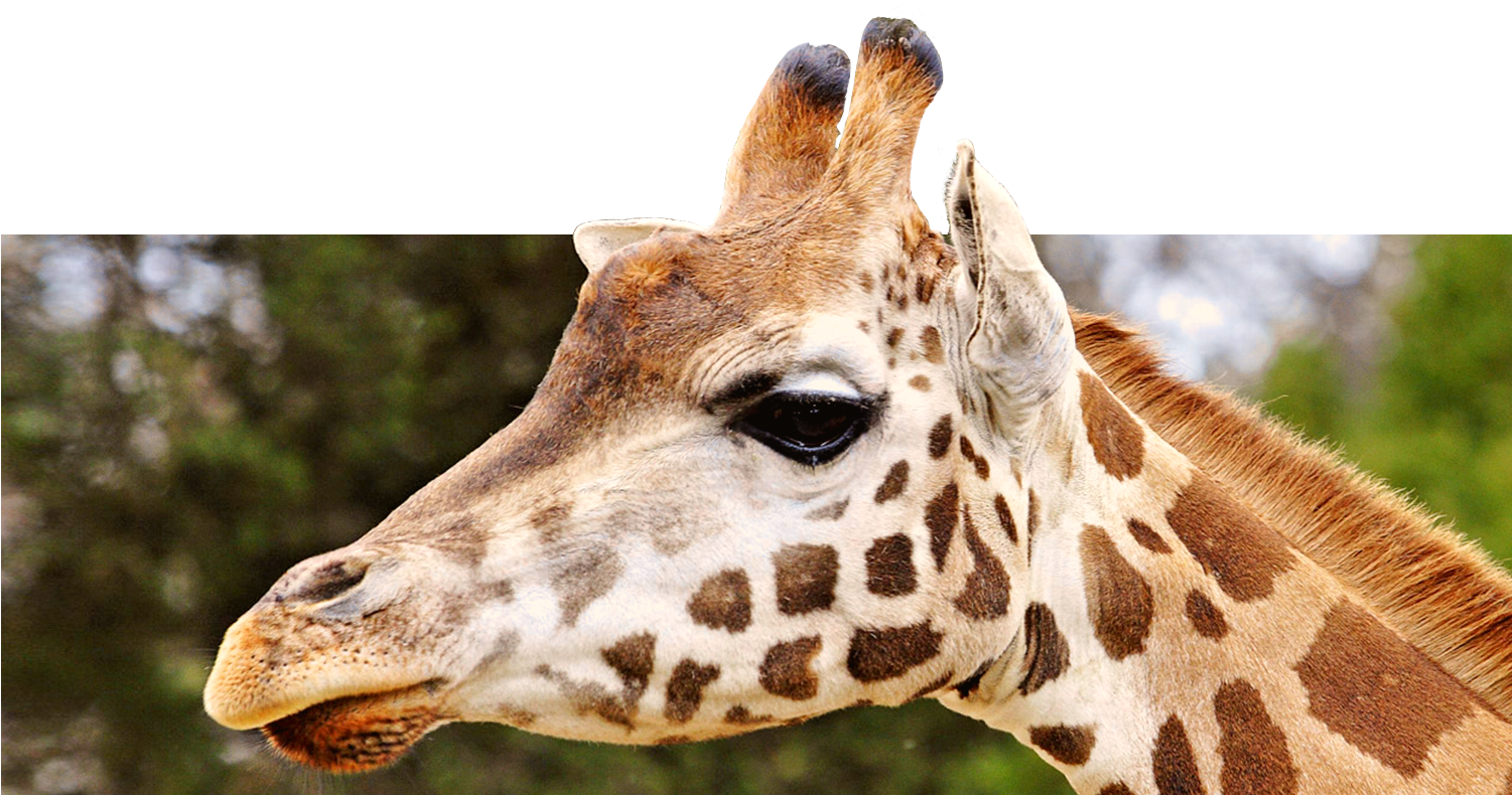 Home San Diego Zoo Kids Giraffe - Animals That Have A Mane (1500x805), Png Download