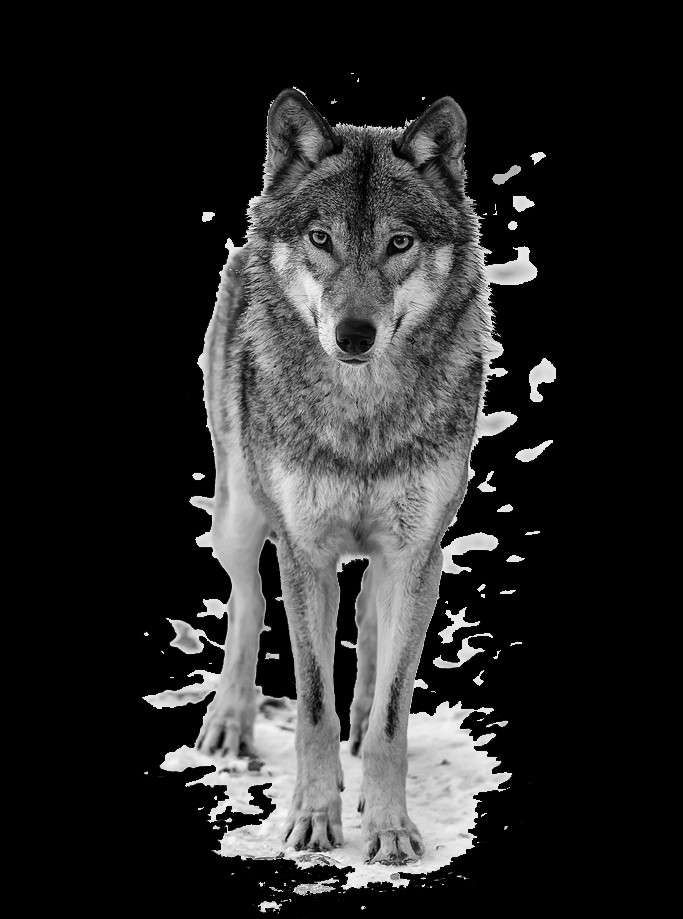 Wolf (683x919), Png Download