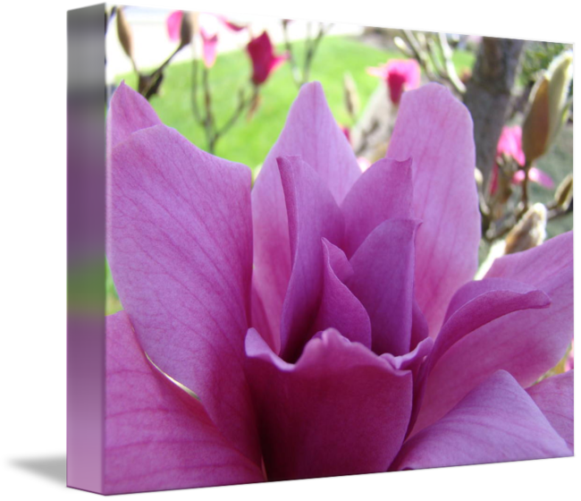 Flower Pink Art Spring Tree By Baslee - Lotus (650x560), Png Download