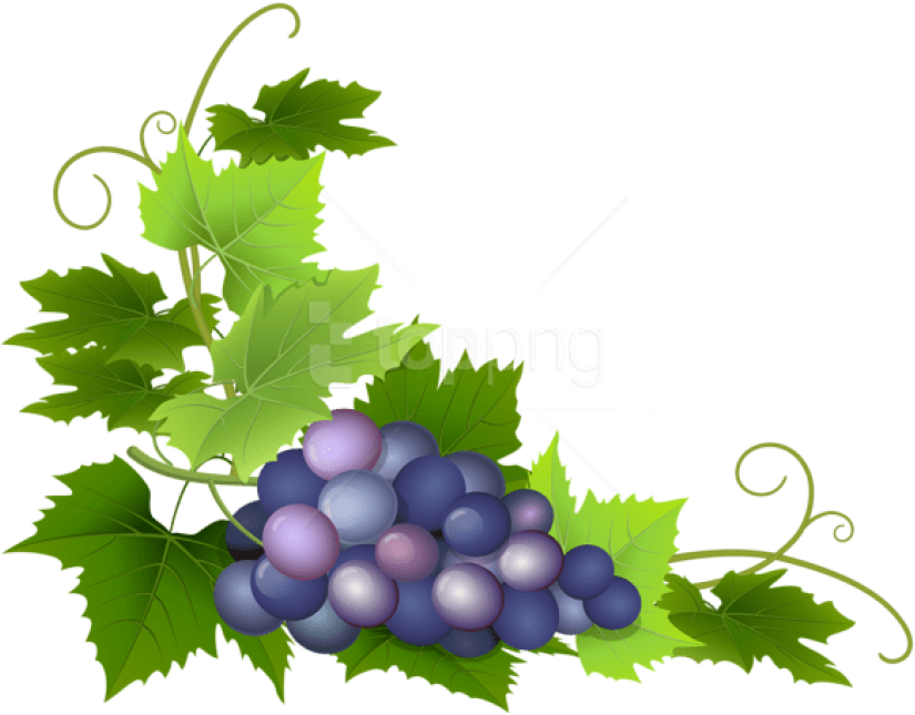 Free Png Grape Png (850x662), Png Download