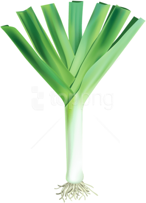 Download Fresh Garlic Free Png Images Background - Garlic Fresh Png (481x672), Png Download