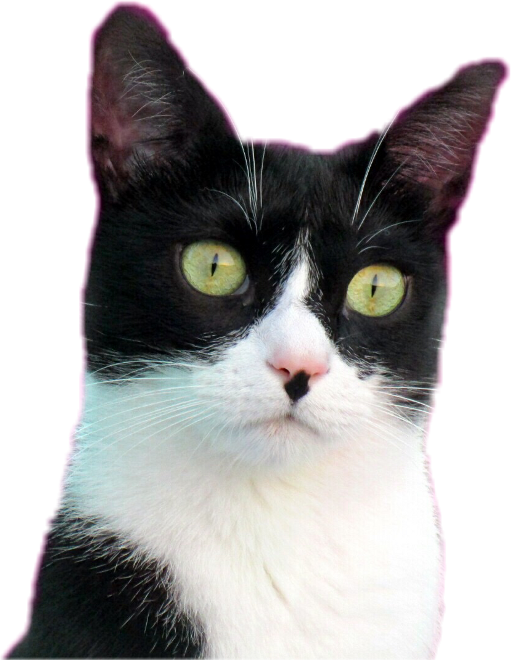 #cat #animals #cute #kitty #cats #catsofpicsart - Domestic Short-haired Cat (1024x1322), Png Download