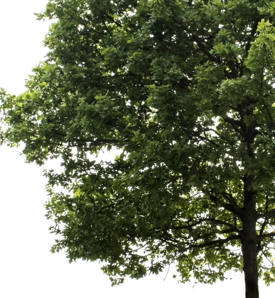 Oak Tree (944x1024), Png Download