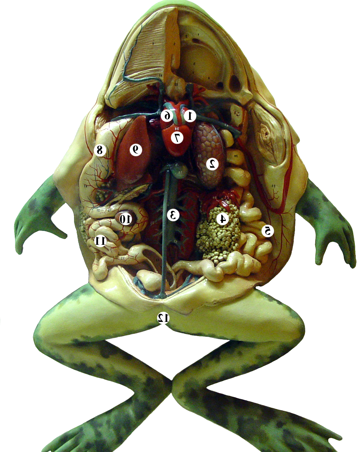 Frog Is A Amphibian Type Animal - Cartoon (1186x1501), Png Download