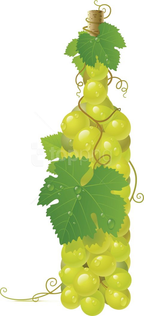 Free Png Winebottle Out Of Grapes Png Images Transparent - Bottle Of Grapes Clip Art (481x1058), Png Download