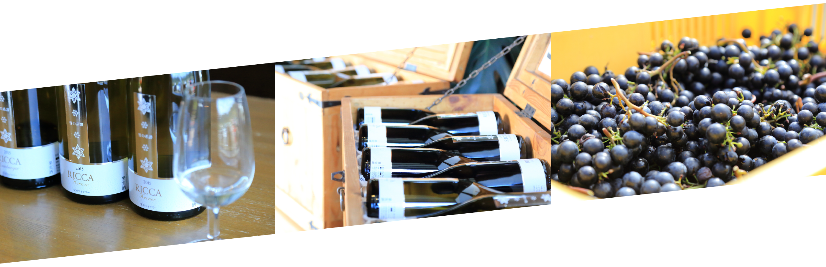 Shop - Seedless Fruit (2800x905), Png Download