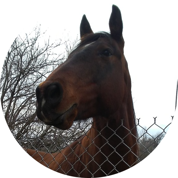 Jonjohnphenomenon - Sorrel (569x569), Png Download