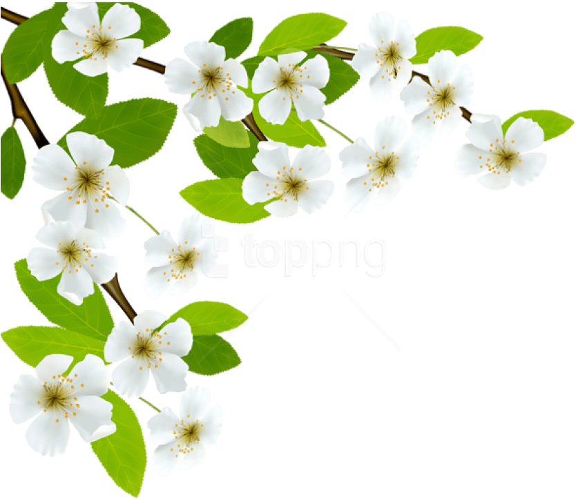 Free Png Download White Spring Branch Png Images Background - Spring Leaves Transparent (850x765), Png Download