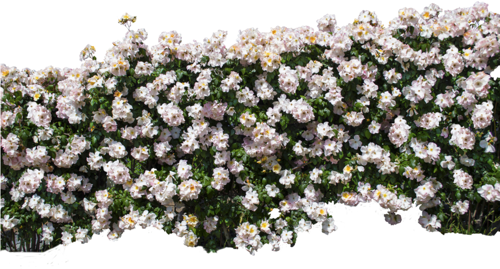 Go To Image - White Rose Wall Png (1024x681), Png Download