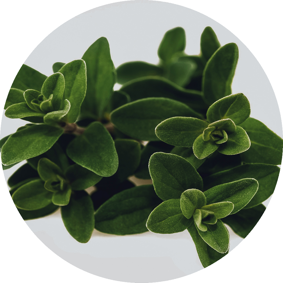 Marjoram - Marjoram Bunch (977x977), Png Download