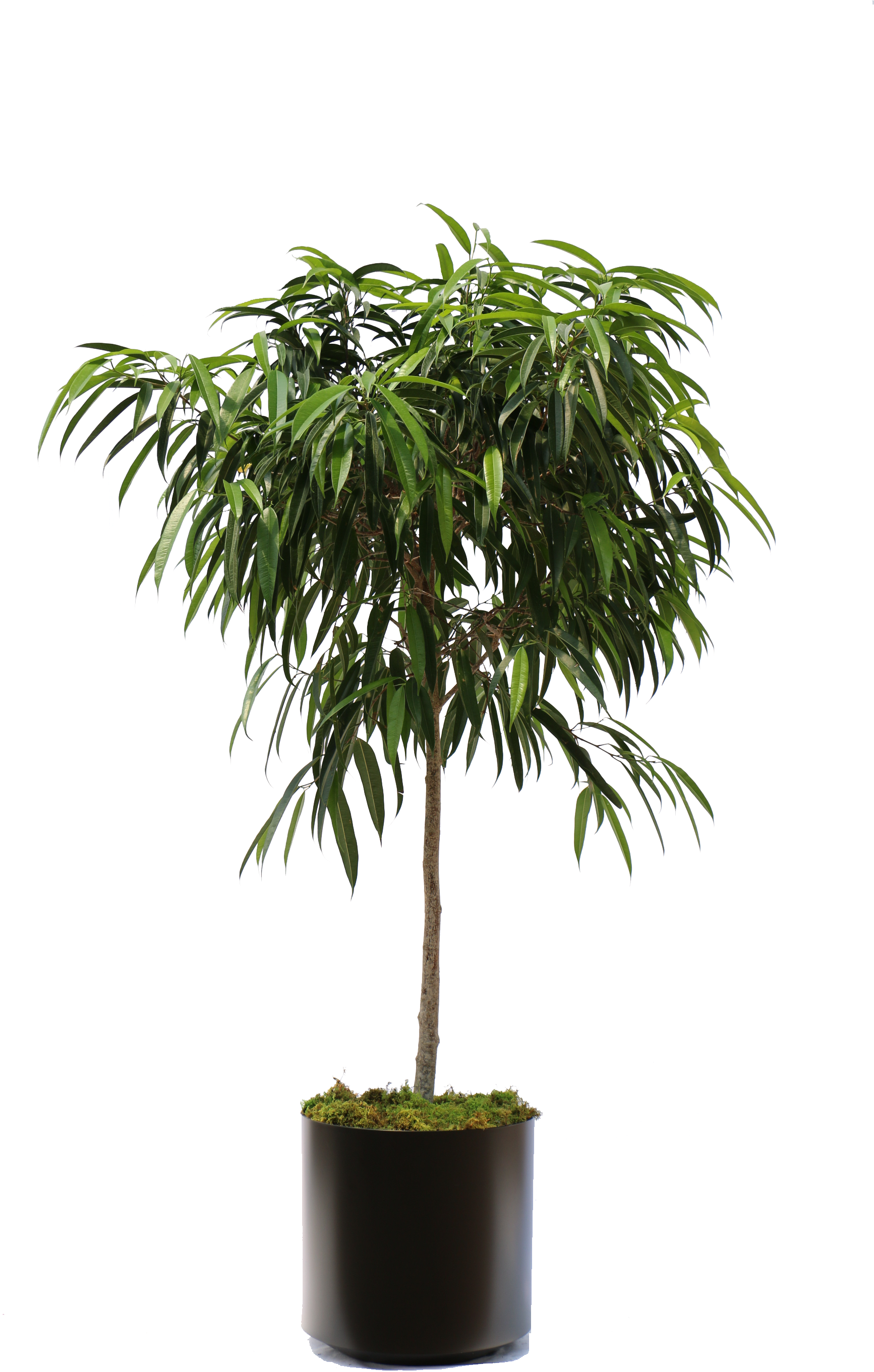 Overview Of The Many Plants We Can Bring To Your Office - Ficus Alii (1824x2736), Png Download