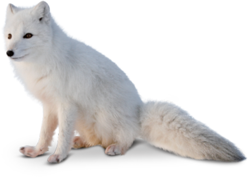 The Fur Gives The Fox Warmth And Traction, Allowing - El Zorro Del Artico (800x573), Png Download