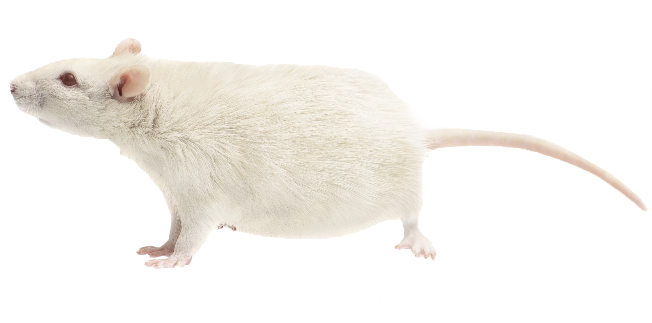 Rat Png Free Download - Mouse (2287x1133), Png Download