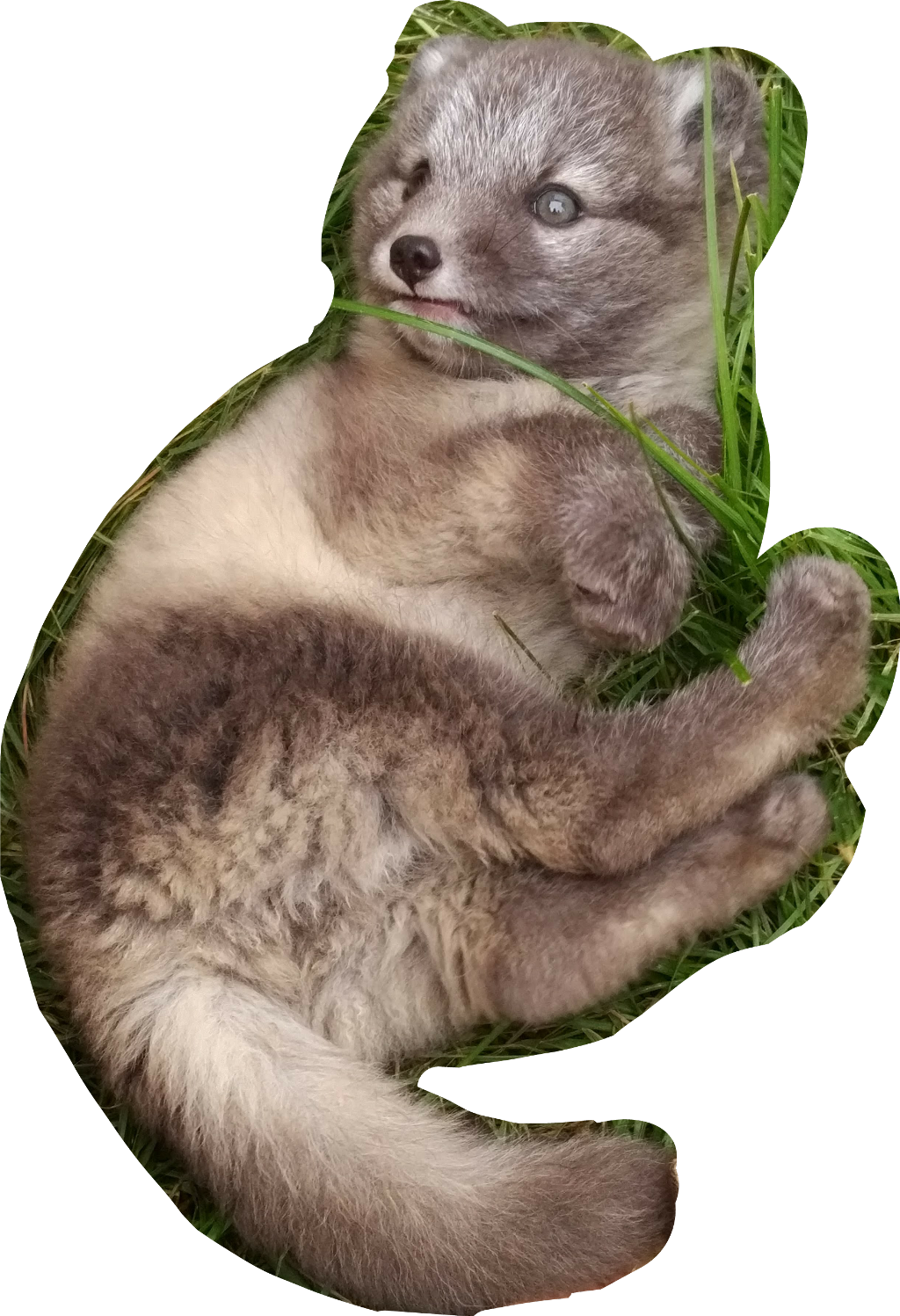 #polarfuchs #baby #fox - North American River Otter (1024x1497), Png Download