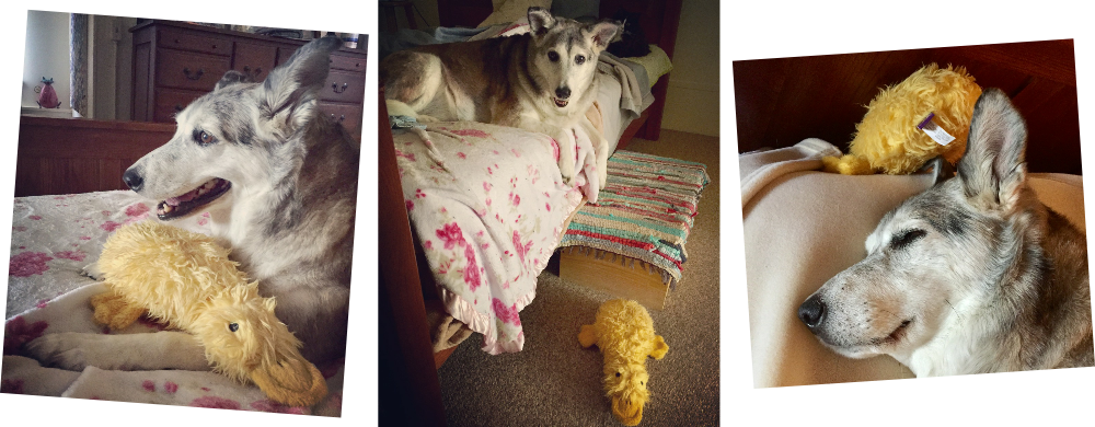 Dog Toy Group - Wolfdog (1000x390), Png Download