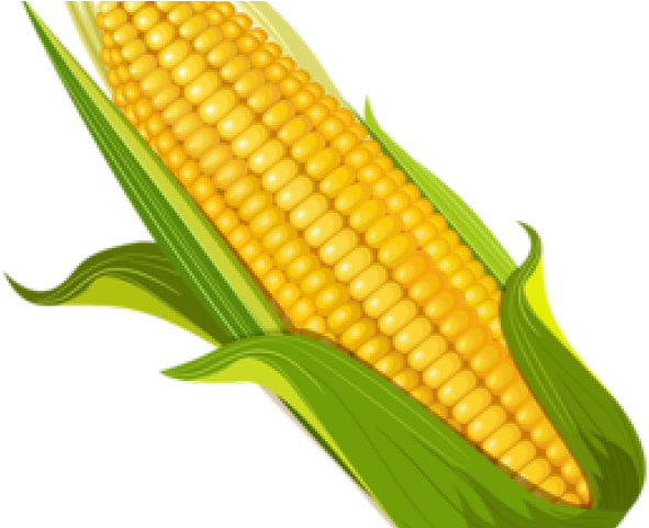 Corn Clipart Elote - Dibujo Elote Png (640x480), Png Download