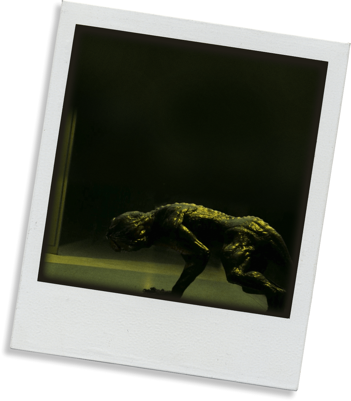 Molts Again, Changes To Senior Demodog - Picture Frame (1144x1307), Png Download