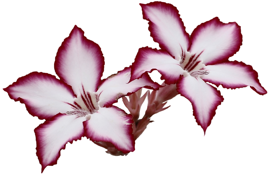 Flower (1280x861), Png Download