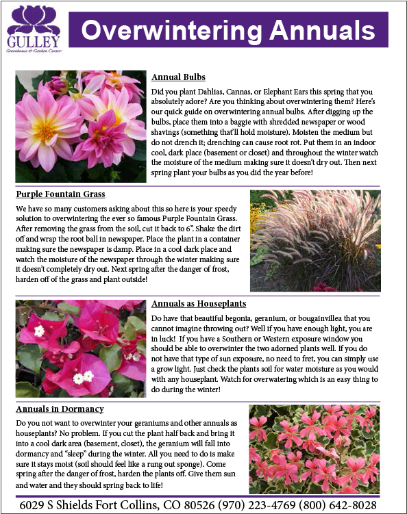 Overwintering-annuals - African Daisy (600x758), Png Download