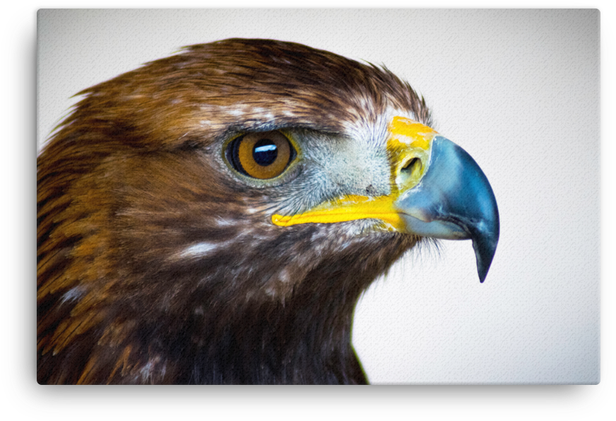 Golden Eagle Canvas - Paruh Burung Elang Dan Burung Hantu (1000x1000), Png Download