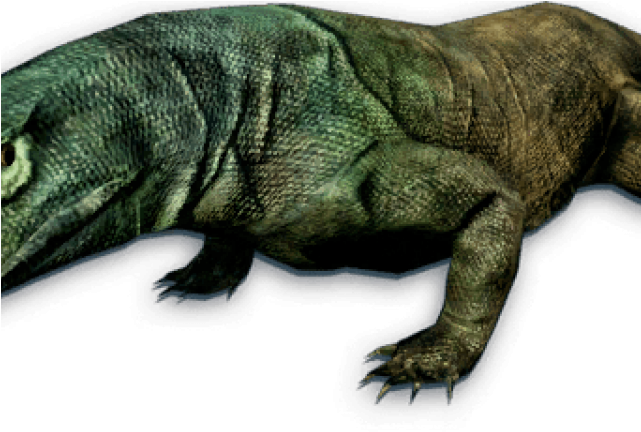 Monitor Lizard Clipart Komodo Dragon - Komodo Dragon (640x480), Png Download