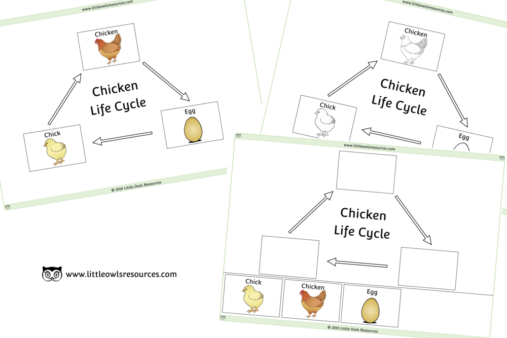Chicken Life Cycle Cover (1000x667), Png Download