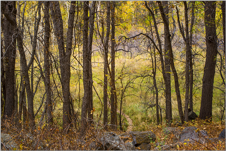 Ash Tree Stand In Fall - Treestand (750x750), Png Download