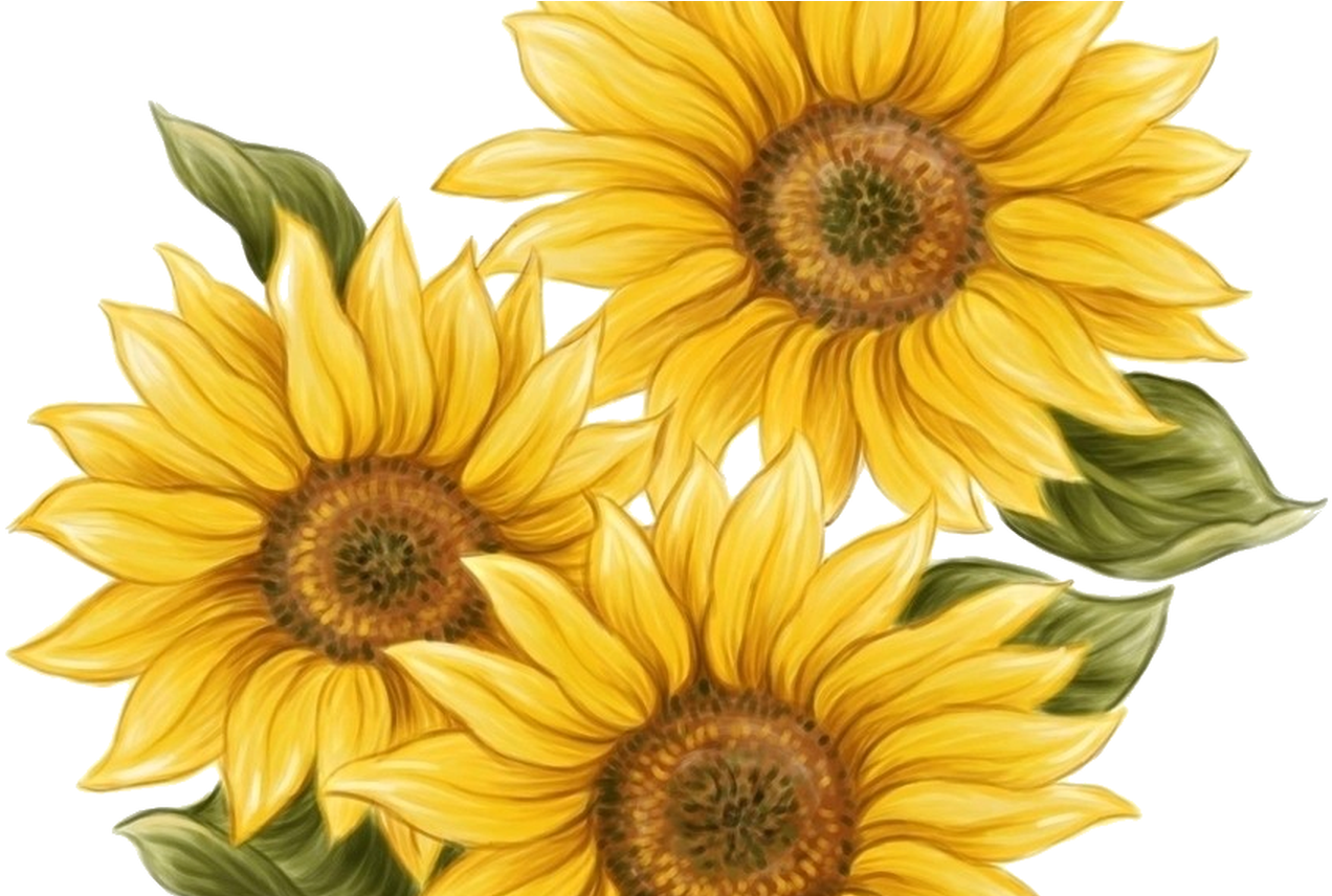 15 Watercolor Sunflower Png For Free Download On Mbtskoudsalg - Sunflower Twenty One Pilots (1368x855), Png Download
