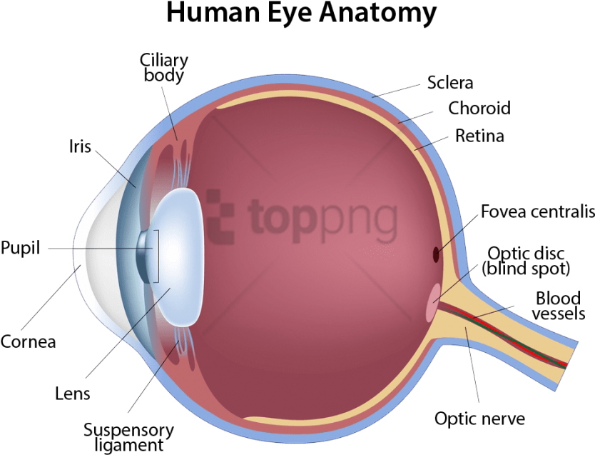 Free Png Structure Of The Eye Png Image With Transparent - Structure Of The Eye (850x650), Png Download