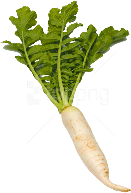 Free Png White Radish Png Images Transparent - White Radish Png (480x658), Png Download