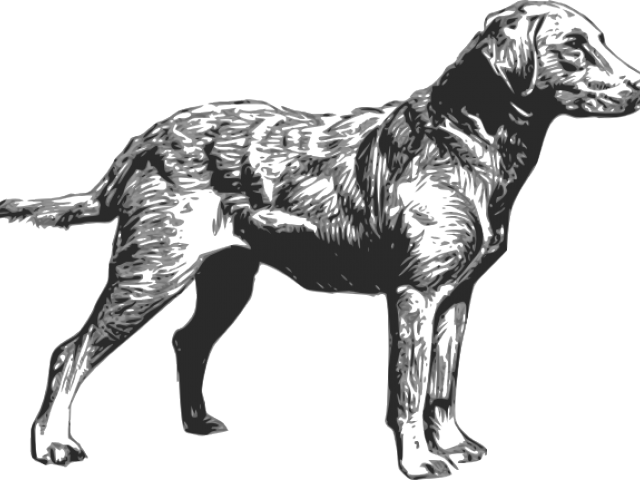 Free On Dumielauxepices Net - Chesapeake Bay Retriever Silhouette (640x480), Png Download