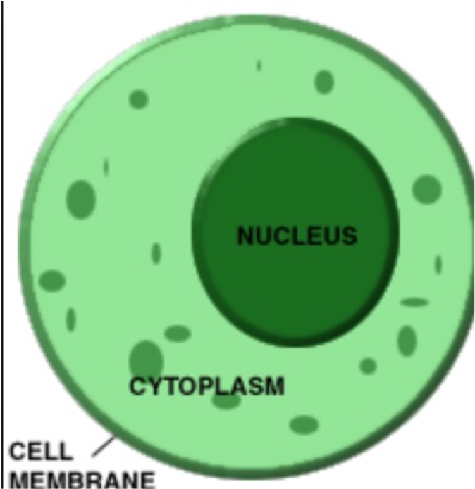 Download The Function Of Cytoplasm In A Plant Cell Is That It Cell Membrane Cytoplasm Nucleus Png Image With No Background Pngkey Com