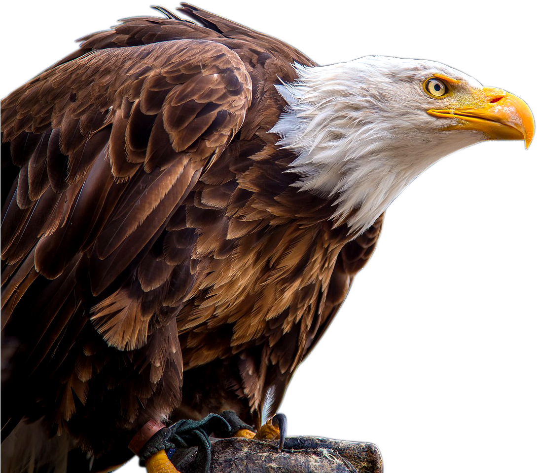 Xavier Ghazi Artist - Havsörn Png (1107x975), Png Download