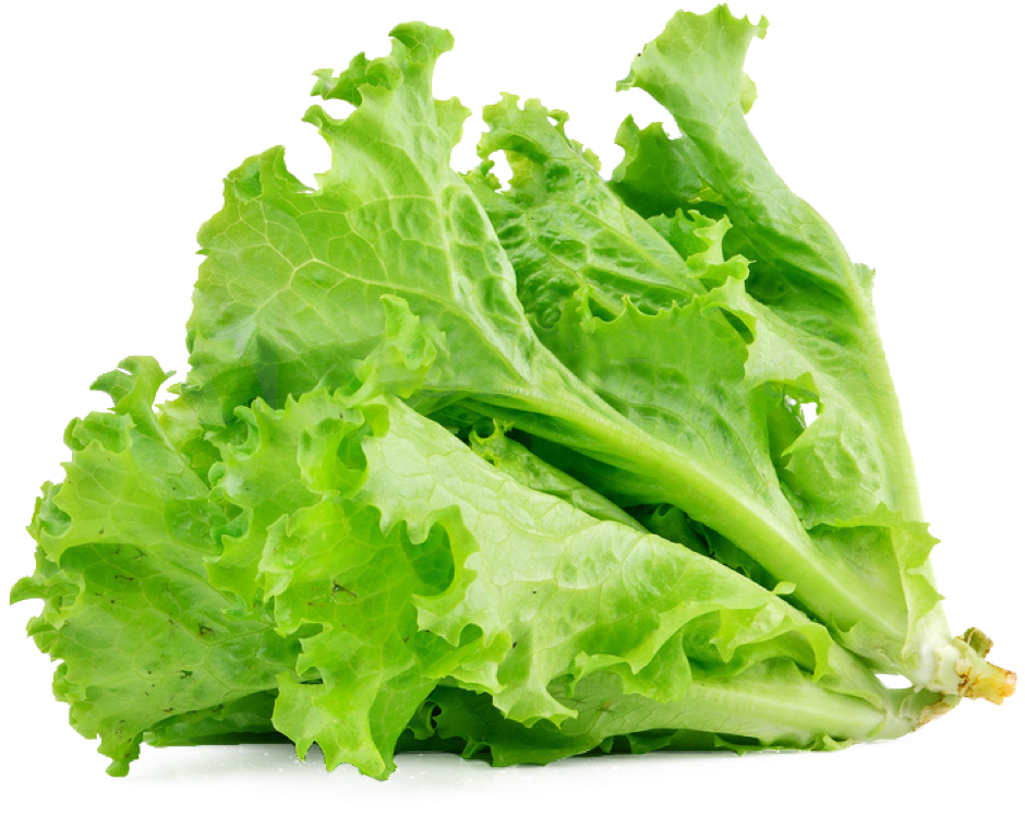Lettuce Sandwich Butterhead Lettuce Vegetable Salad - Transparent Lettuce (940x758), Png Download