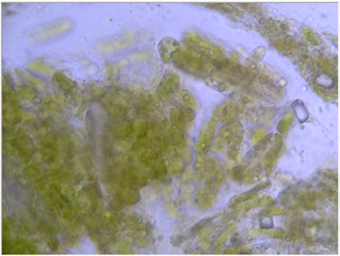 Bradford Pear Leaf - Chlorophyta (476x471), Png Download