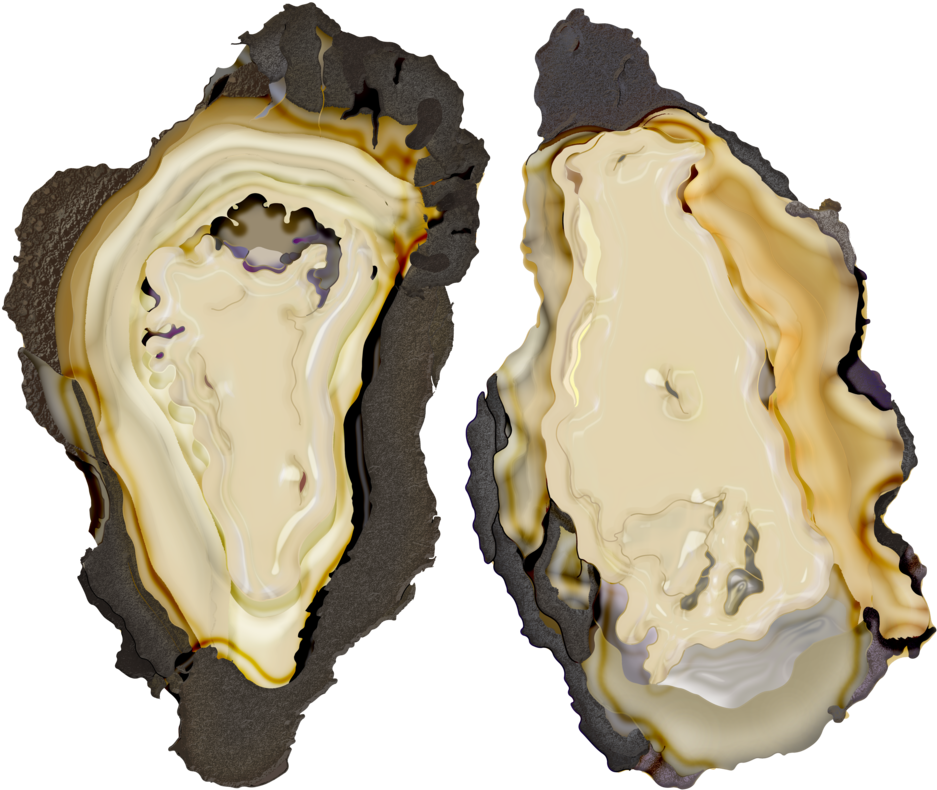 Oyster Mergedd (1000x1000), Png Download
